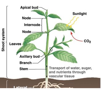 Diagram of shoot system showing apical bud, nodes, internodes, leaves, and transport of water, sugar, and nutrients