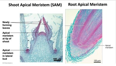 Microscopic images of shoot apical meristem (SAM) and root apical meristem (RAM)