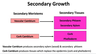 Diagram showing secondary growth: vascular cambium and cork cambium producing secondary tissues