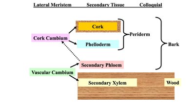 Diagram showing lateral meristems and secondary tissues: cork, phelloderm, secondary phloem, secondary xylem