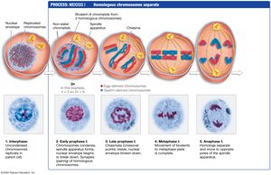 Phases of Meiosis I