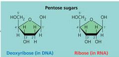 Comparison of deoxyribose and ribose sugars in DNA and RNA