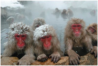 Behavioral thermoregulation in animals