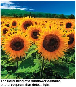 Photoreceptors in sunflower heads