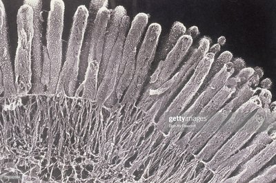 Root hairs in plants