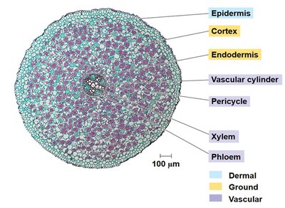 Intestinal villi in animals