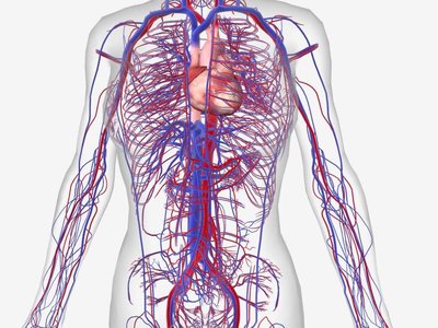 Plant vascular tissue