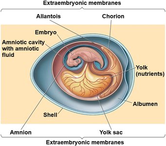 Human circulatory system