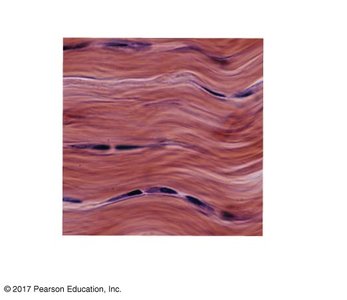Fibrous connective tissue