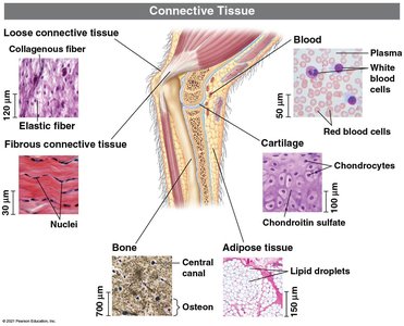 Connective tissue types and functions