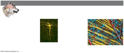 Nervous tissue and neuron structure