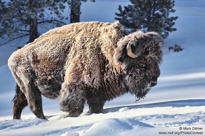 Circulatory adaptations for thermoregulation
