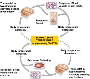 Negative feedback in thermoregulation