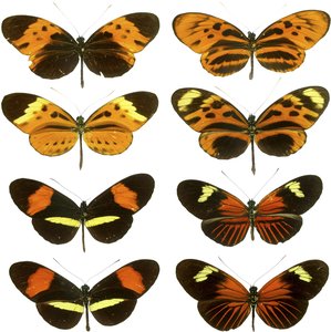 Diversity of Heliconius butterfly wing patterns