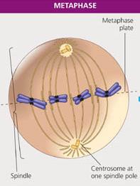 Metaphase: chromosomes aligned at metaphase plate