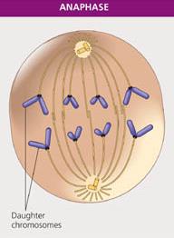 Anaphase: separation of sister chromatids