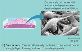 Cancer cells dividing beyond a single layer