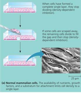 Normal mammalian cells showing density-dependent inhibition
