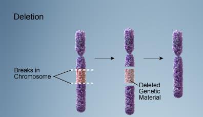 Inversion mutation in a chromosome