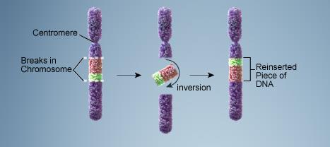 Duplication mutation in a chromosome
