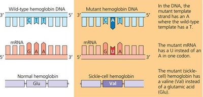 Frameshift mutation example