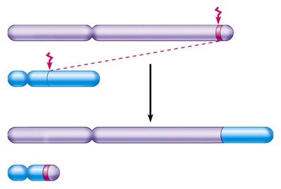 Philadelphia chromosome: translocation between chromosomes 9 and 22