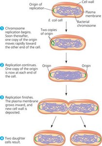 Binary fission in E. coli