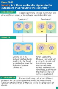 Factors affecting cell division: anchorage dependence, density-dependent inhibition, and growth factors