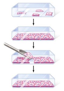 Experiment demonstrating density-dependent inhibition in animal cells