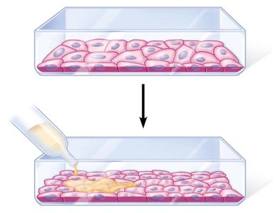 Experiment showing effect of growth factors on cell division