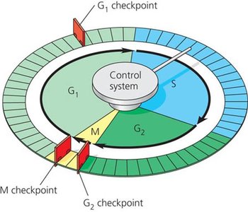 G1 checkpoint and G0 phase
