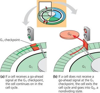 Diagram showing cell cycle progression or exit to G0 phase