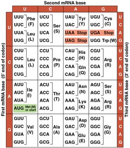 Codon table for mRNA