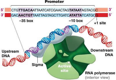 Promoter recognition by RNA polymerase and sigma factor