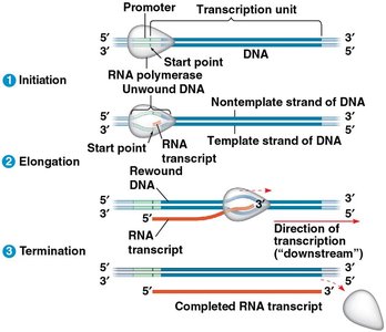 Stages of transcription: initiation, elongation, and termination