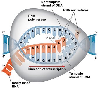 Elongation of the RNA strand during transcription