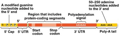 RNA processing: addition of the 5′ cap and poly-A tail