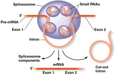 Spliceosome splicing a pre-mRNA
