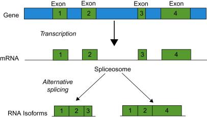 Alternative splicing of mRNA