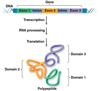 Correspondence between exons and protein domains