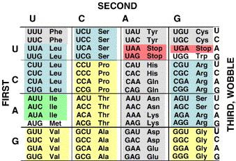 Codon table highlighting wobble position