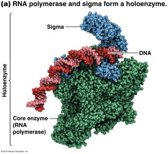 RNA polymerase and sigma form a holoenzyme