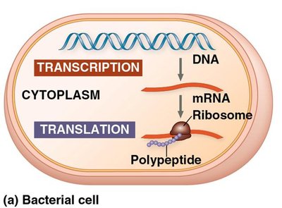 Transcription and translation in a bacterial cell