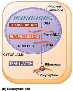Transcription, RNA processing, and translation in a eukaryotic cell