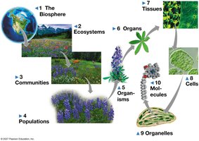 Exploring levels of biological organization