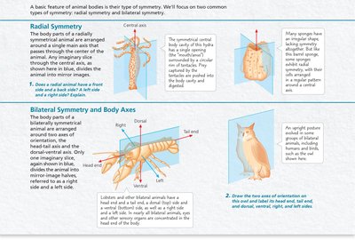 General Biology Study Guide: Animal Body Plans & Symmetry | Notes