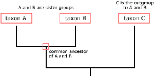 Simple phylogenetic tree showing sister groups and outgroup