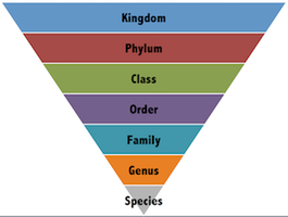 Traditional taxonomic hierarchy
