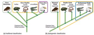 Comparison of traditional and phylogenetic classification