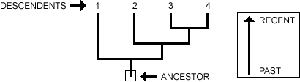 Phylogenetic tree showing ancestor and descendants